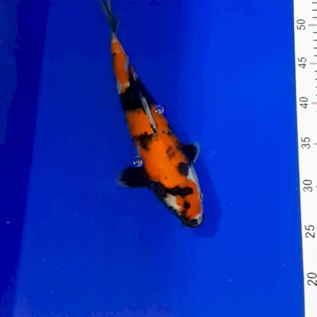 Showa 29 cm
