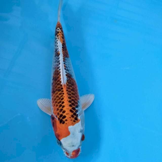 Kojaku strang 26cm
