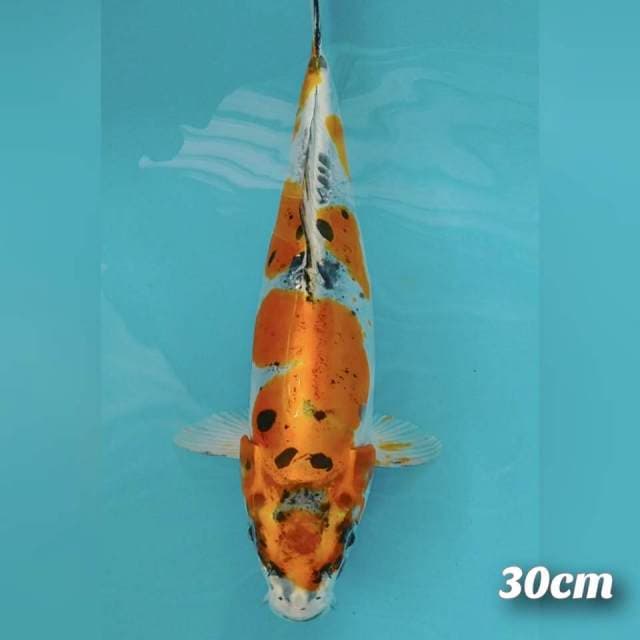 Kikokuryu 30cm