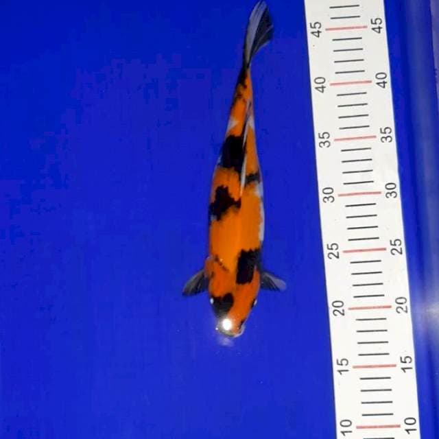 Showa 28 cm