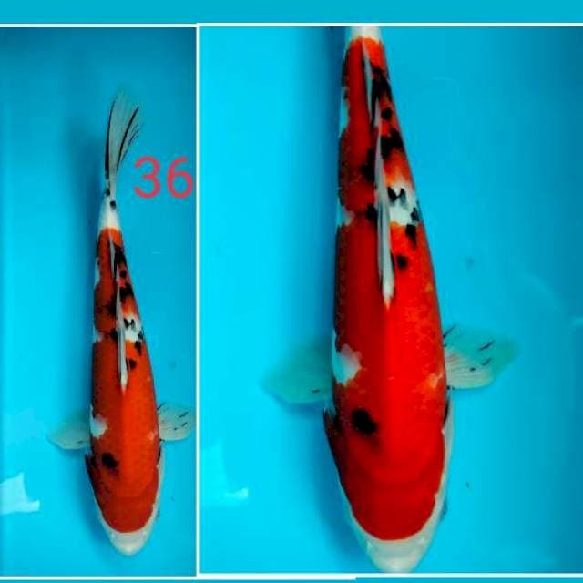 SANKE 36cm