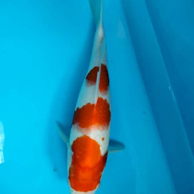 KOHAKU 28cm