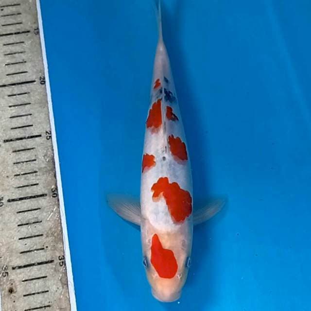 Sanke tategoi (M), 26 cm