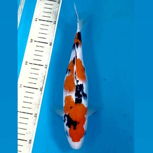 Sanke, 27 cm