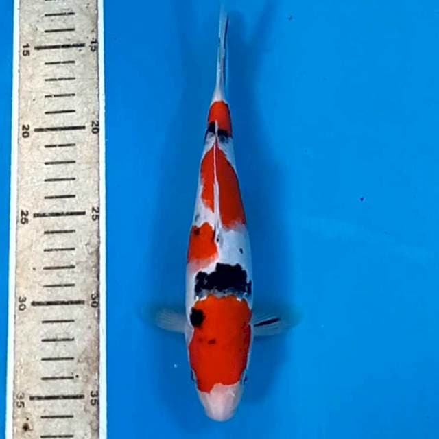 Sanke, 22 cm