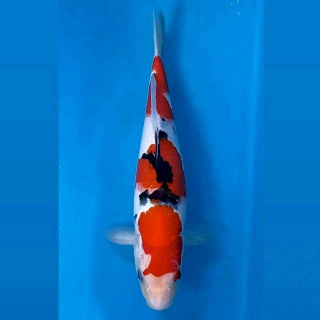Sanke, 28 cm