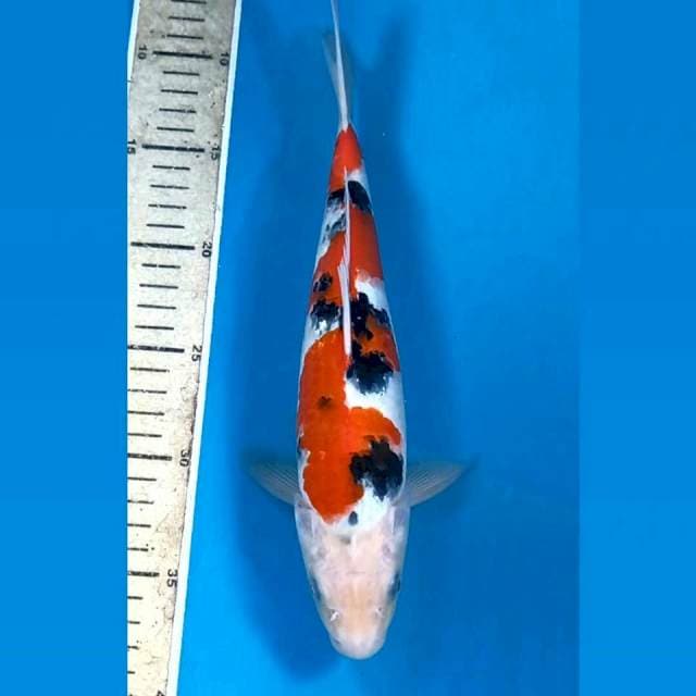 Sanke inazuma (M), 29 cm