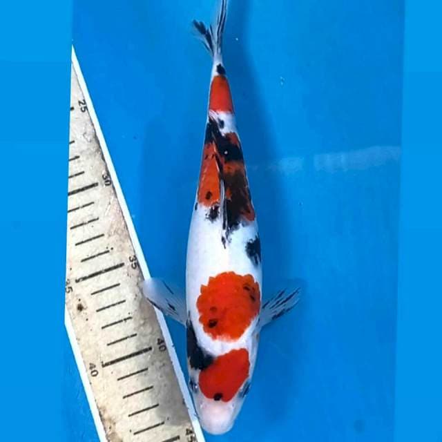 Sanke, 24 cm