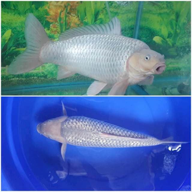 Soragoi Ginrin SQ Jumbo 44Cm
