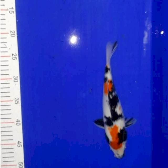 Showa 27 cm