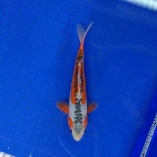 My Hanna sausy 22cm