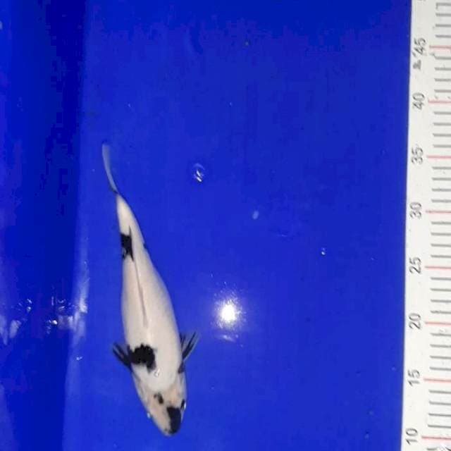 Shiro 25 cm