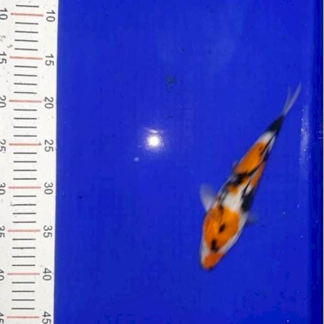 Showa 23 cm