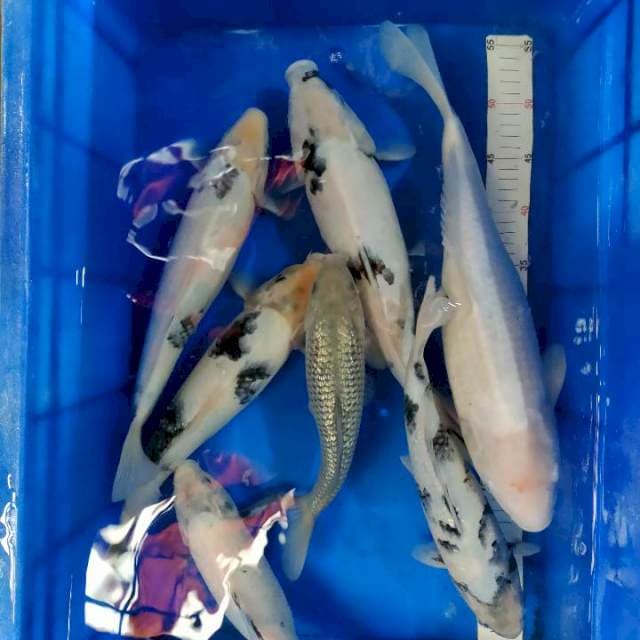 Mix 25-45 cm 7 ekor