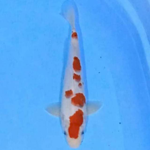 ???