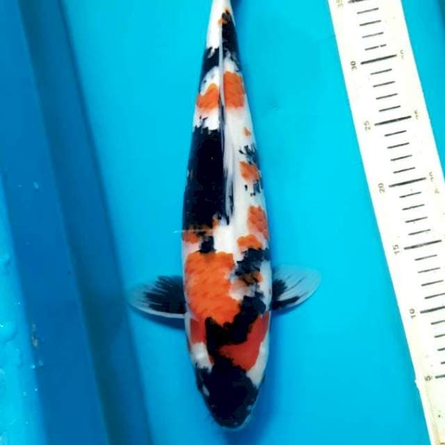 Flash showa sanshoku F 39cm