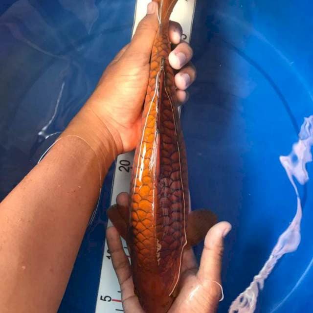Chagoi tembaga aragoke 34cm