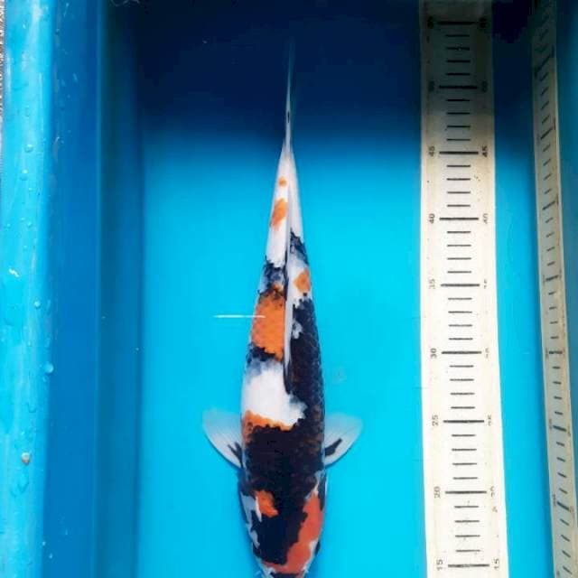 Showa sanshoku F37cm