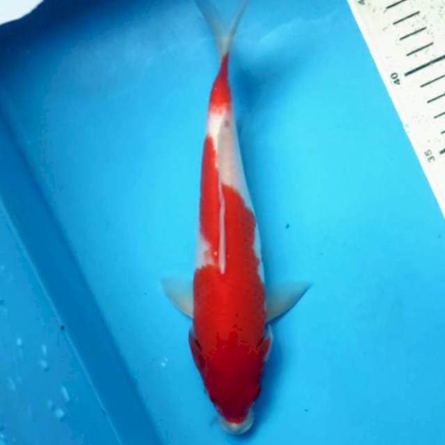 Kohaku, 25cm