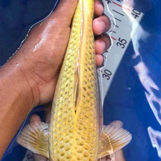 Kin mukasi ginrin 32cm