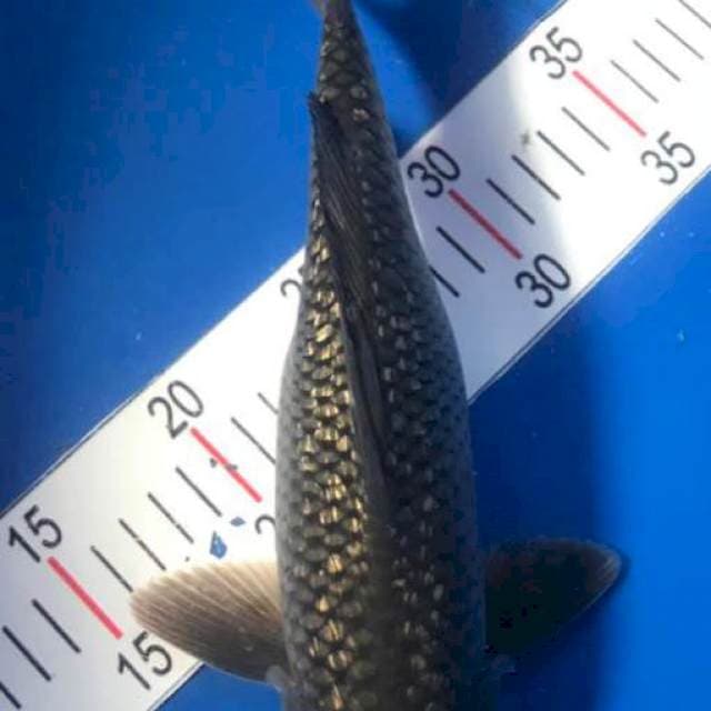 Midori ginrin 29cm
