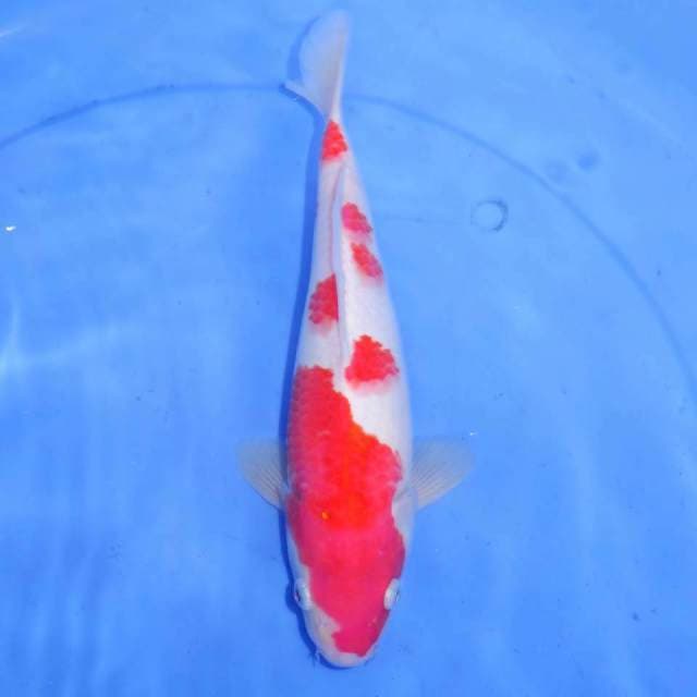 SUBARASI KOHAKU