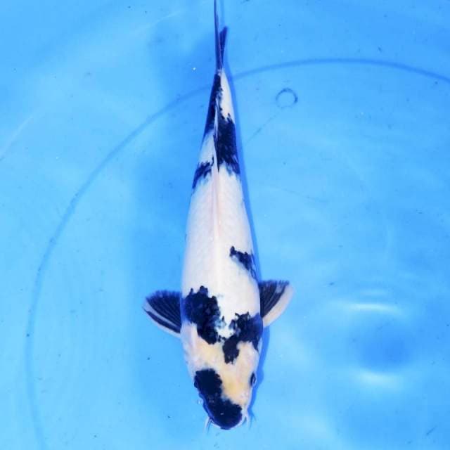 SHIRO UTSURI
