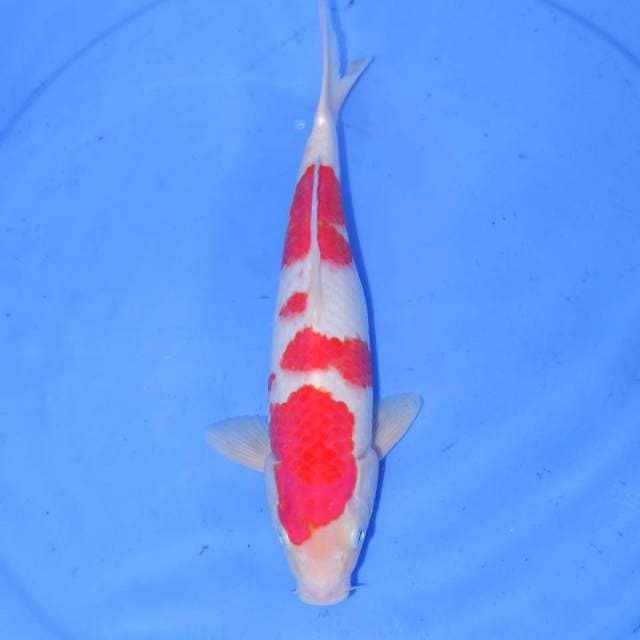 BOZU KOHAKU 30cm