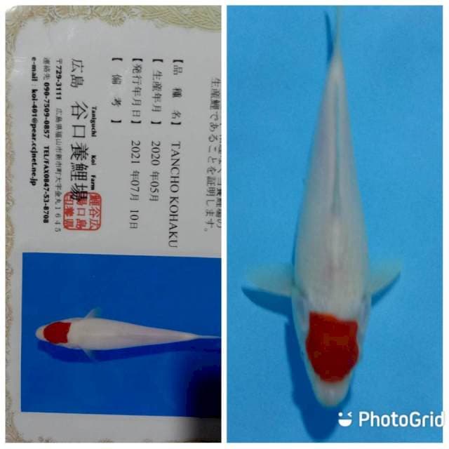 Tancho kohaku Taniguchi