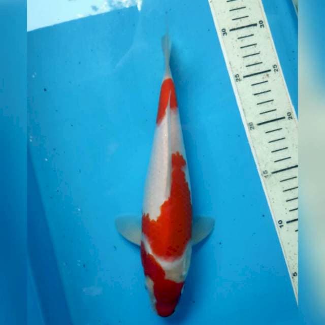 Kohaku, 26cm