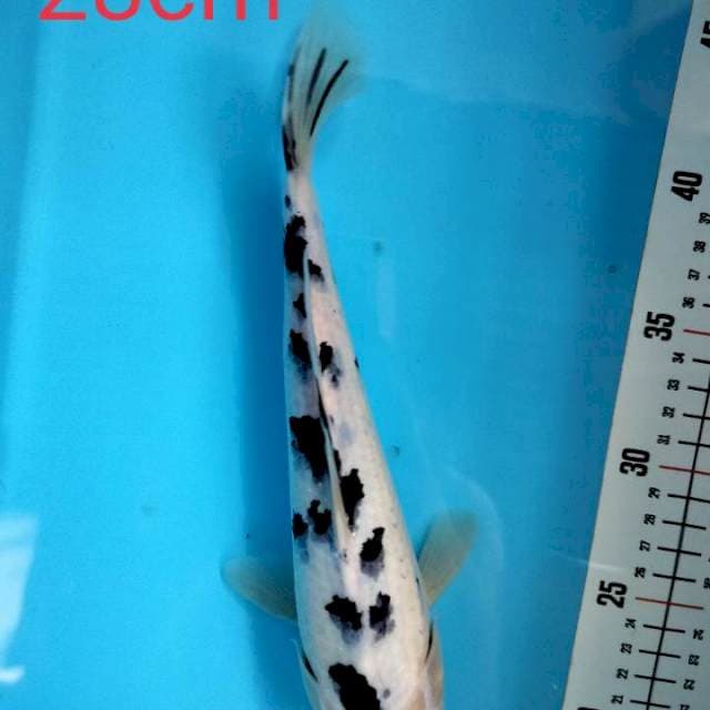 BEKKO 28cm