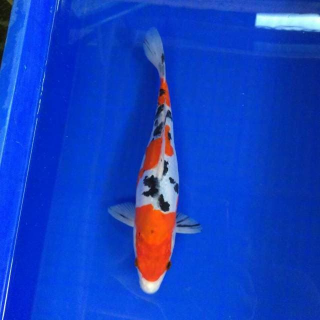 Tsubasa sanke 27cm