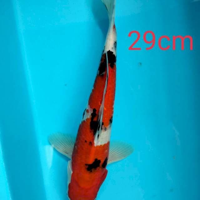 Sanke 29cm