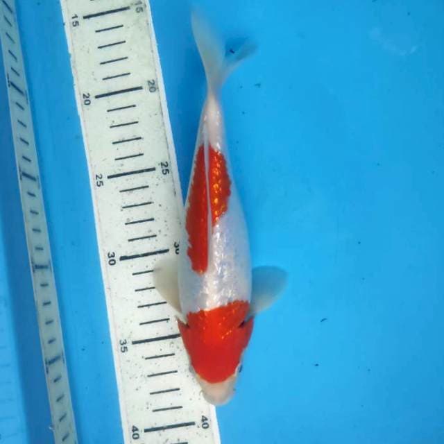 Kohaku gidrin, 22cm