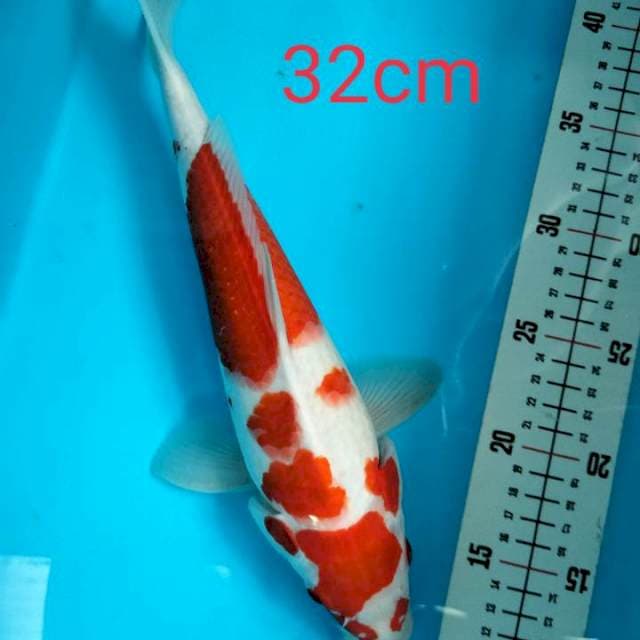 Kohaku