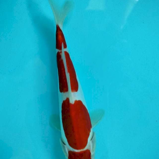 YONDAN KOHAKU DOIT 23cm