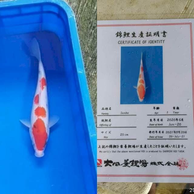 Sanke 27cm Dainichi