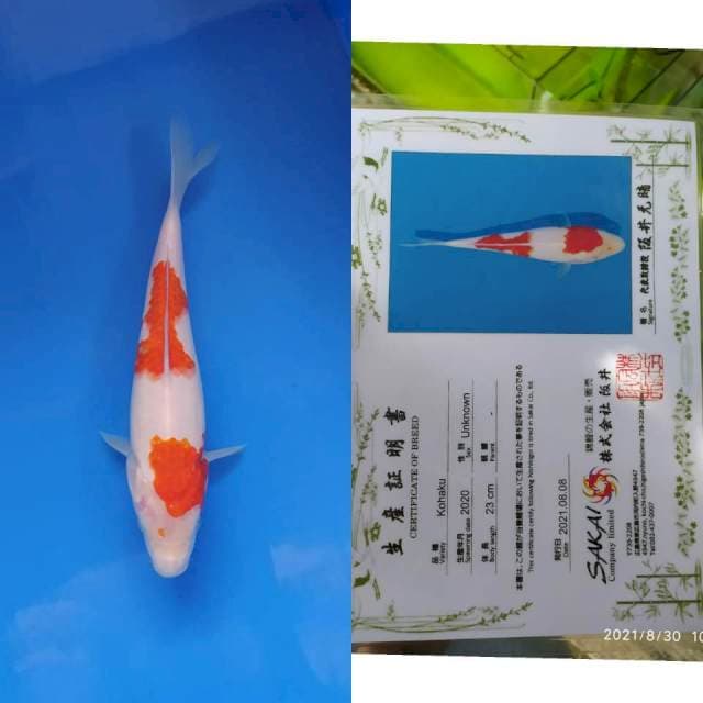 Kohaku Sakai Ltd 27cm jos