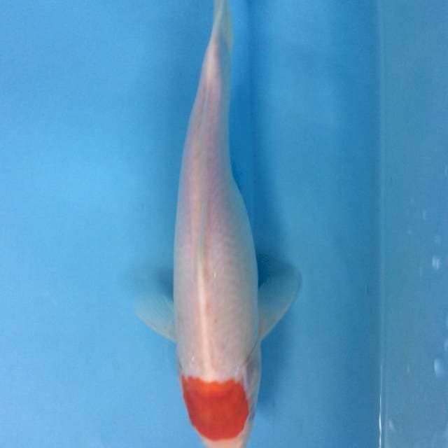 TANCHO 28cm