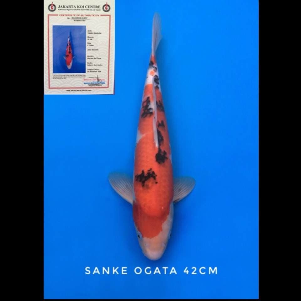 sanke ogata 42cm