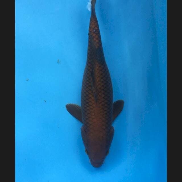CAGHOI 32cm