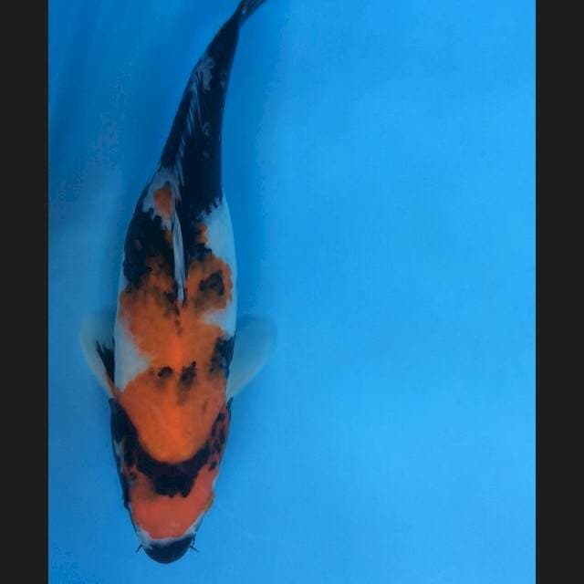 SHOWA 30cm