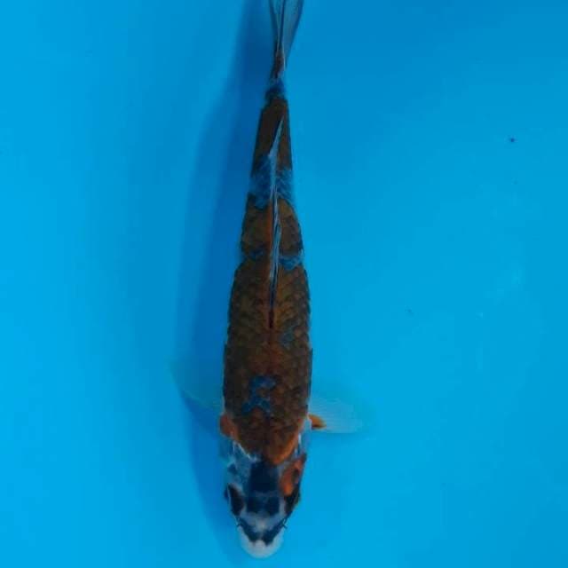 Kuro Goshiki 23cm