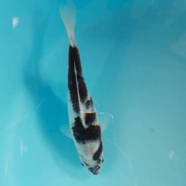 Budo Goromo 23cm