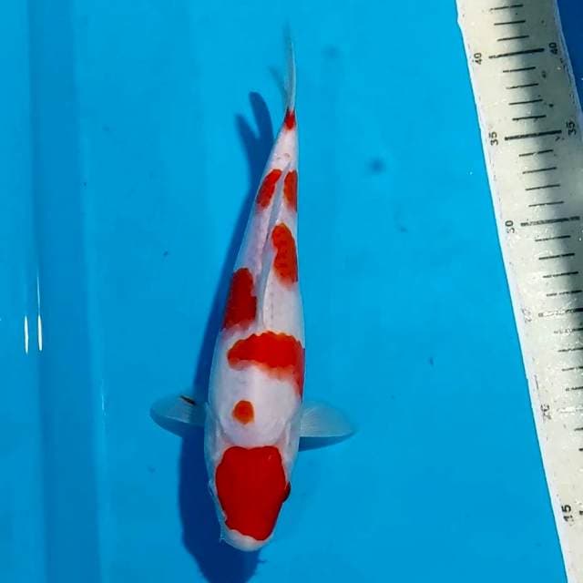 KOHAKU CIAMIK 26 CM