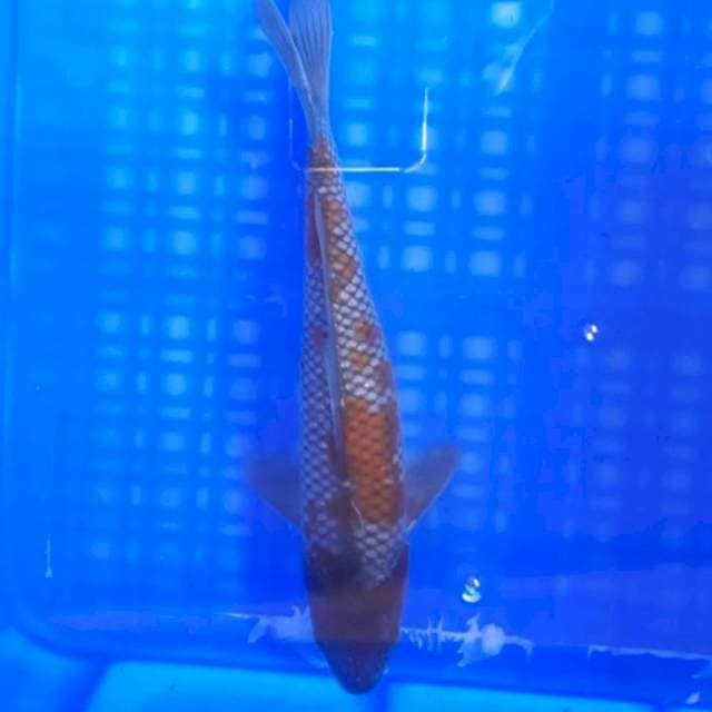 Ochiba Shigure 24cm