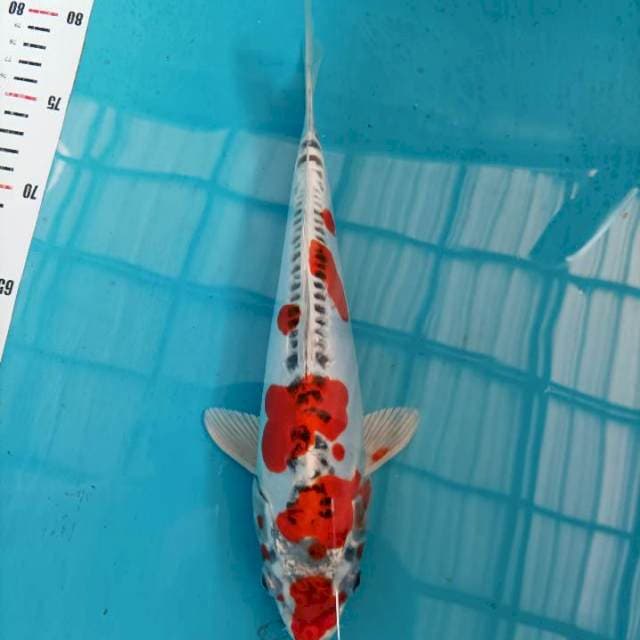 kojaku doitsu 30 cm