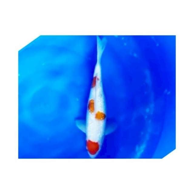 Maruten kohaku ginrin(gendong telur)