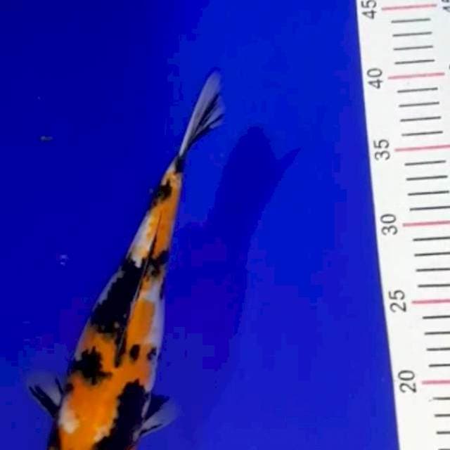 Showa 27 cm
