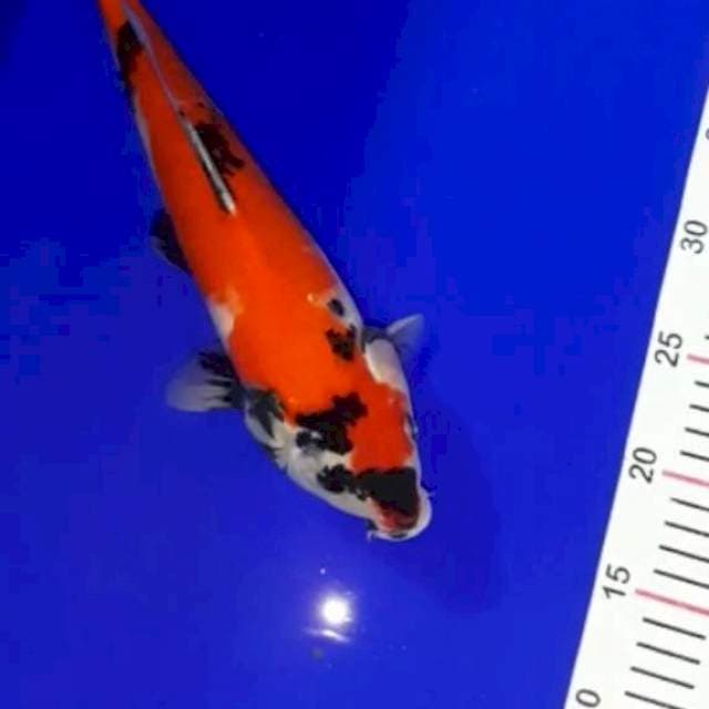 Showa 31 cm